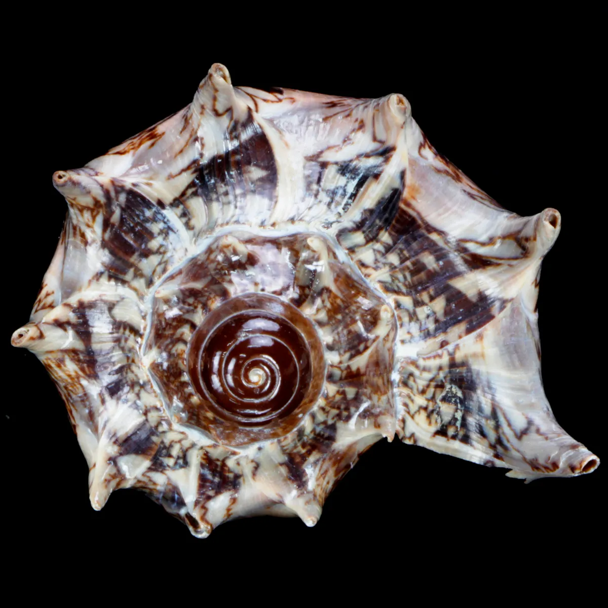 Cymbiola Imperialis