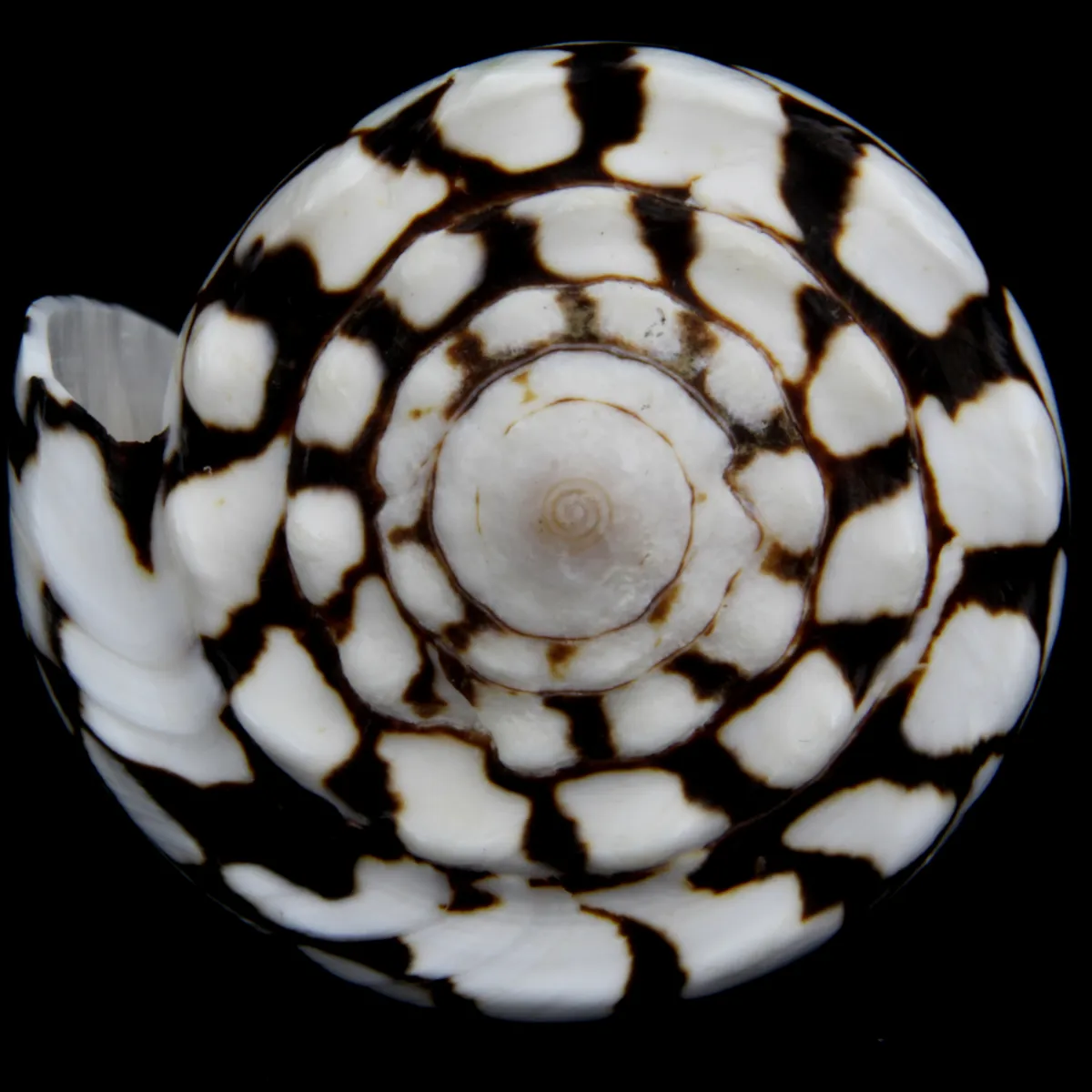 Conus Marmoreus