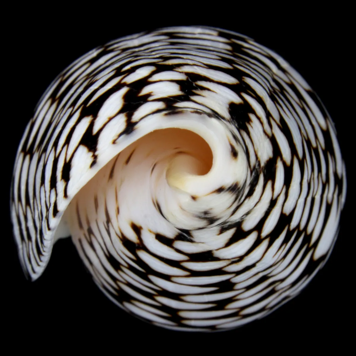 Conus Marmoreus