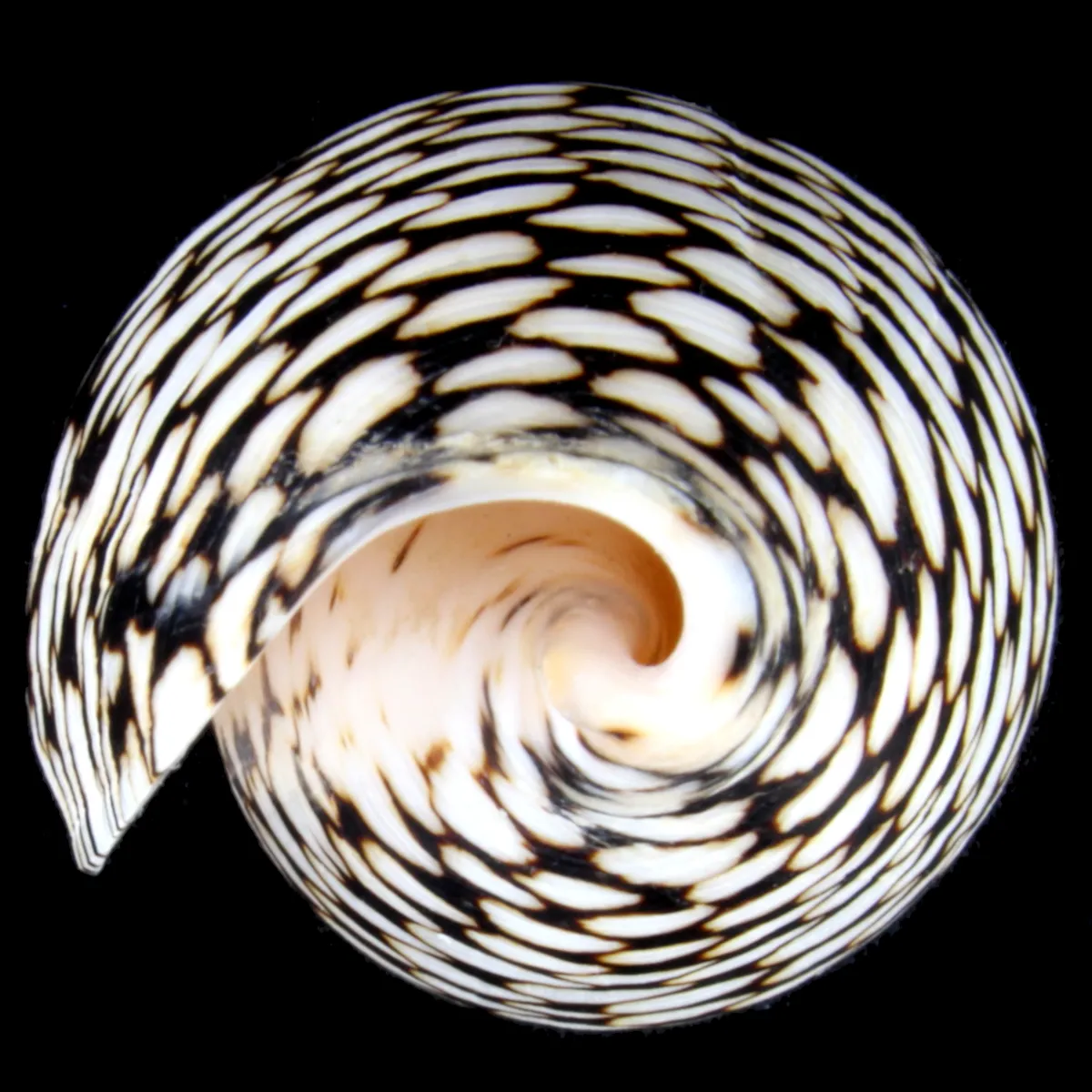 Conus Marmoreus