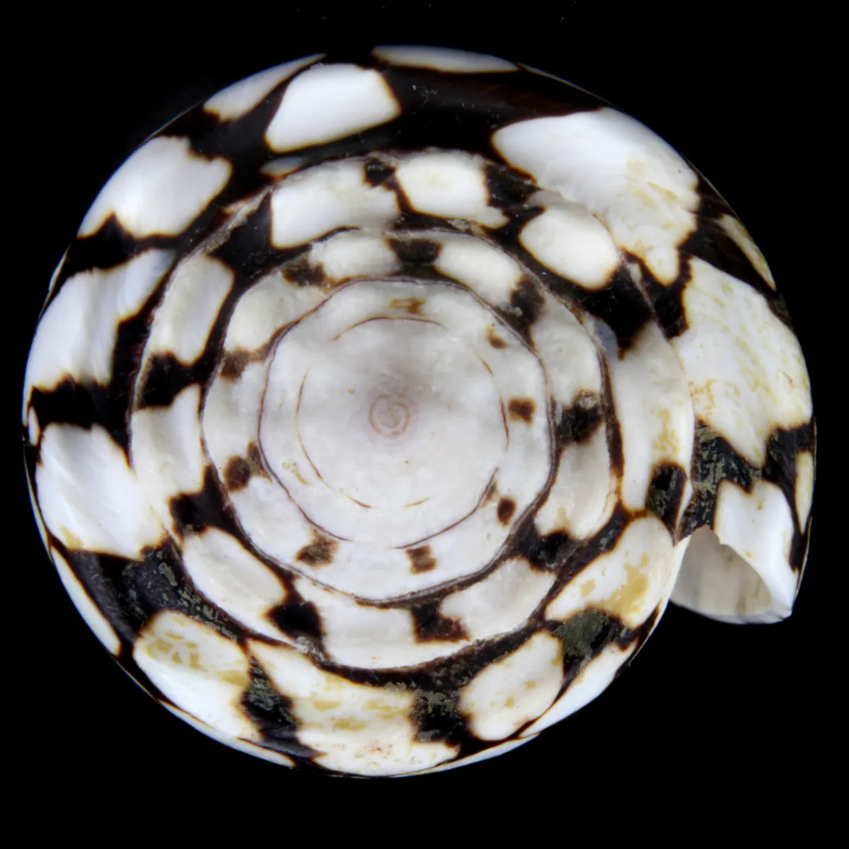 Conus Marmoreus