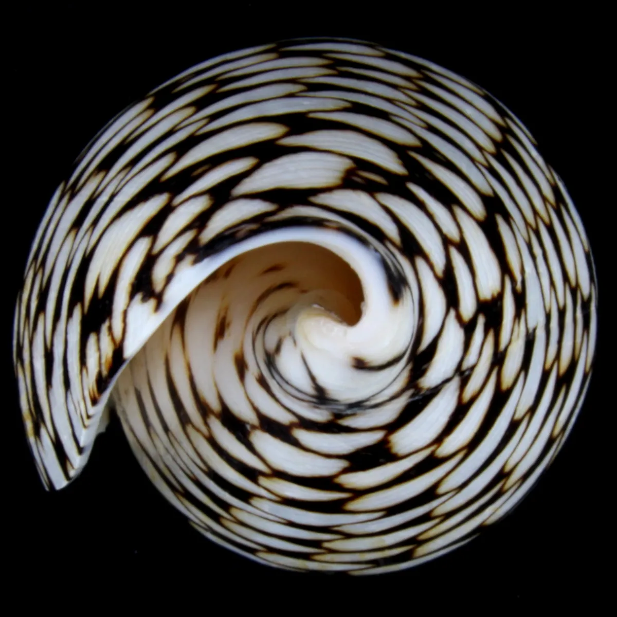 Conus Marmoreus