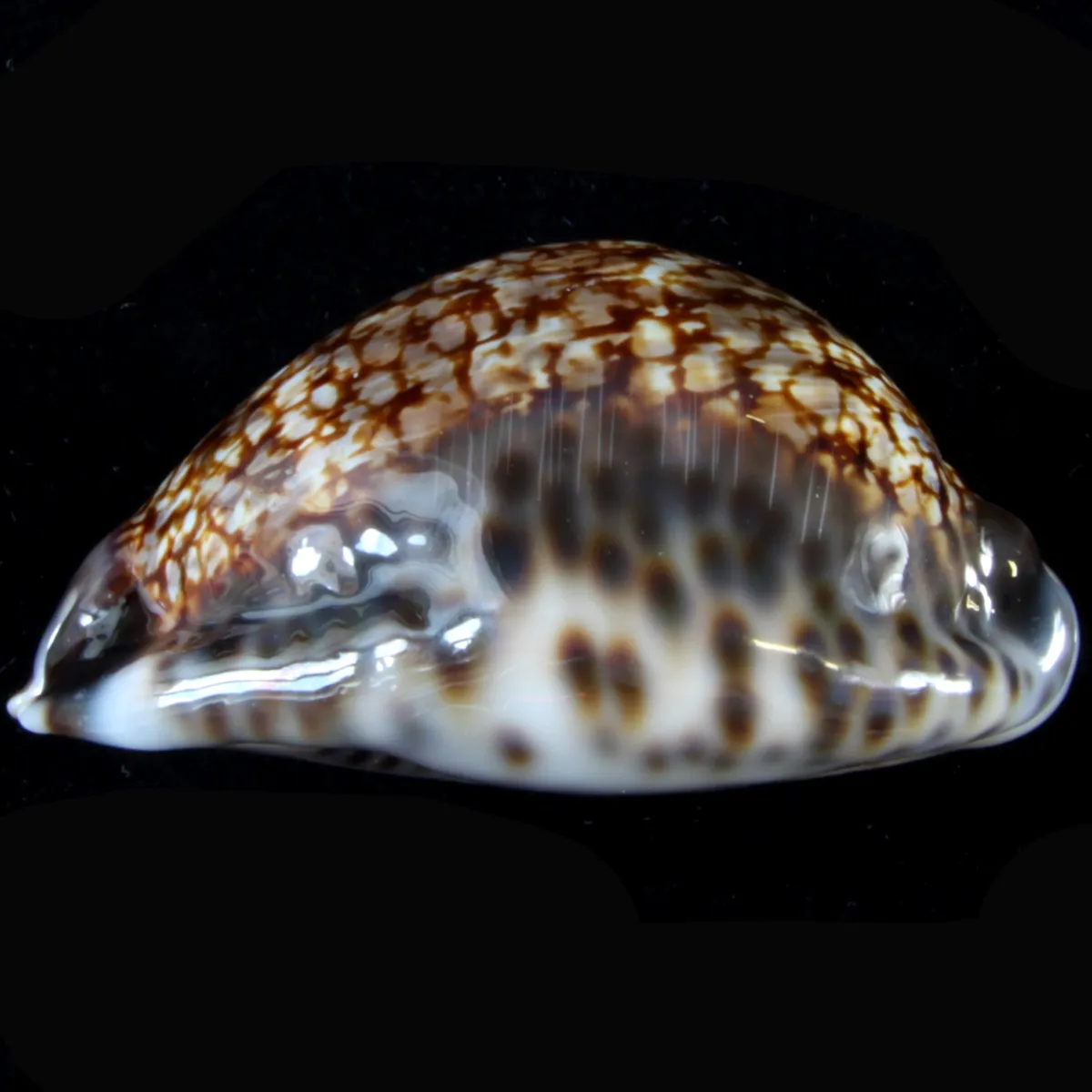 Cypraea Maculifera  
