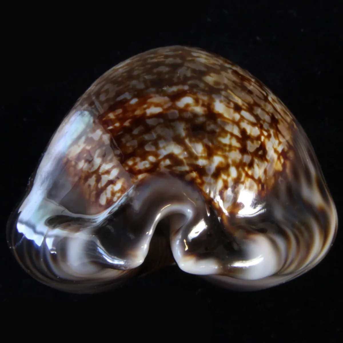 Cypraea Maculifera  
