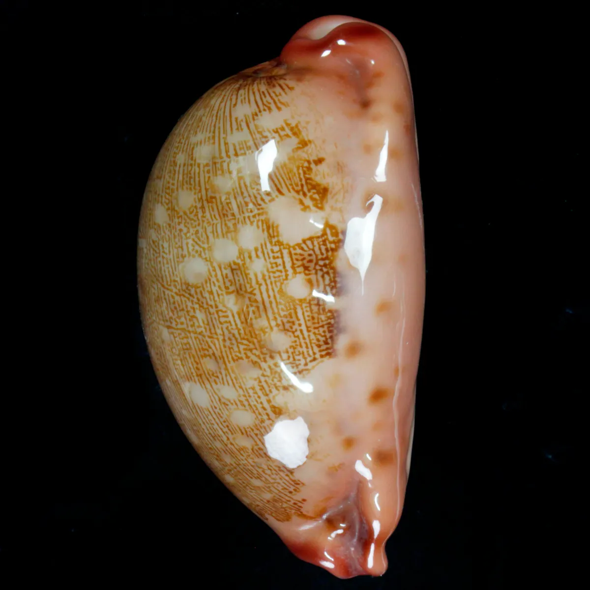 Leporicypraea Mappa Rosea