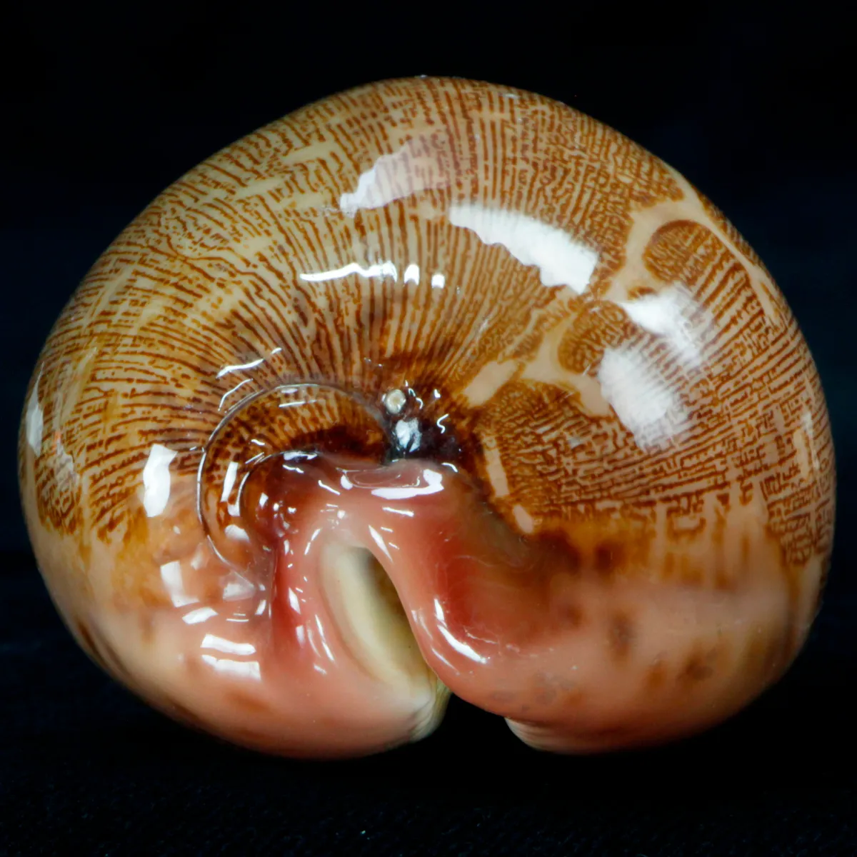 Leporicypraea Mappa Rosea