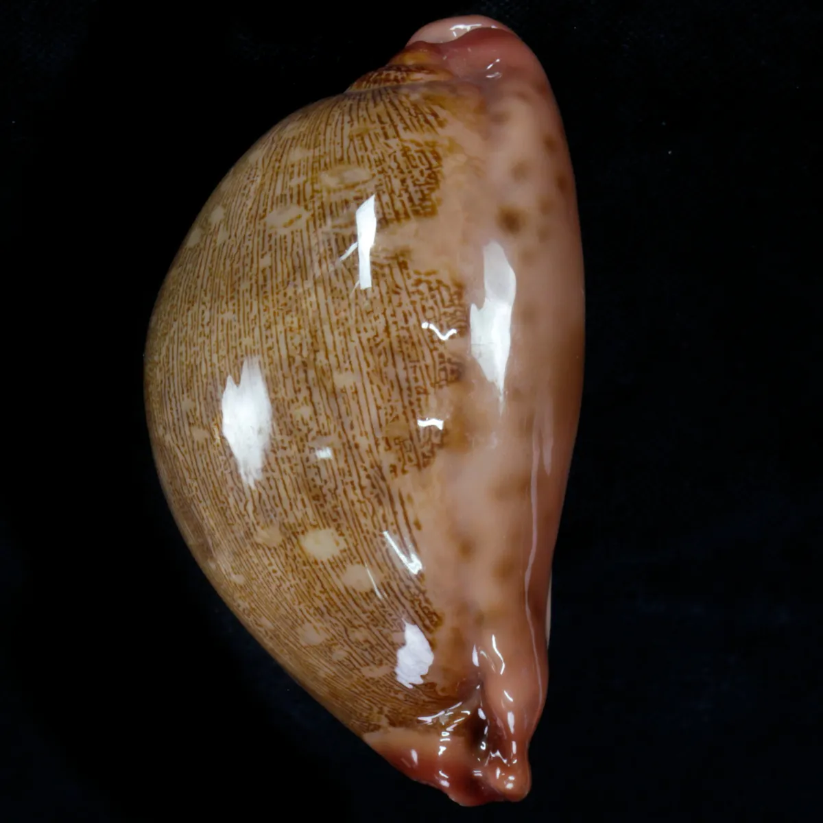 Leporicypraea Mappa Rosea