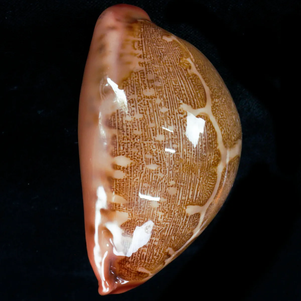 Leporicypraea Mappa Rosea