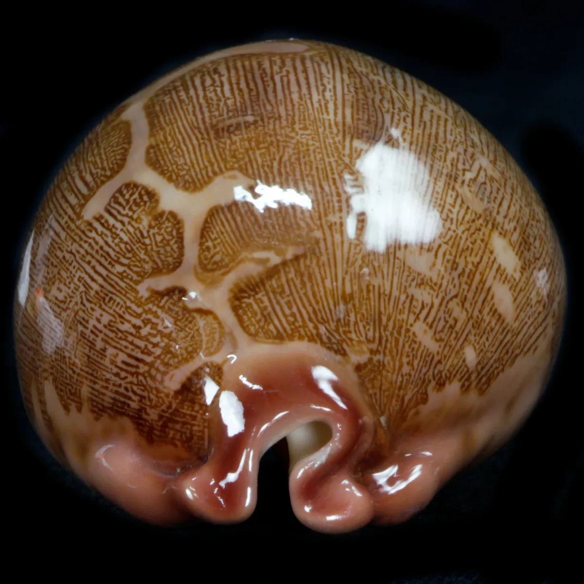 Leporicypraea Mappa Rosea