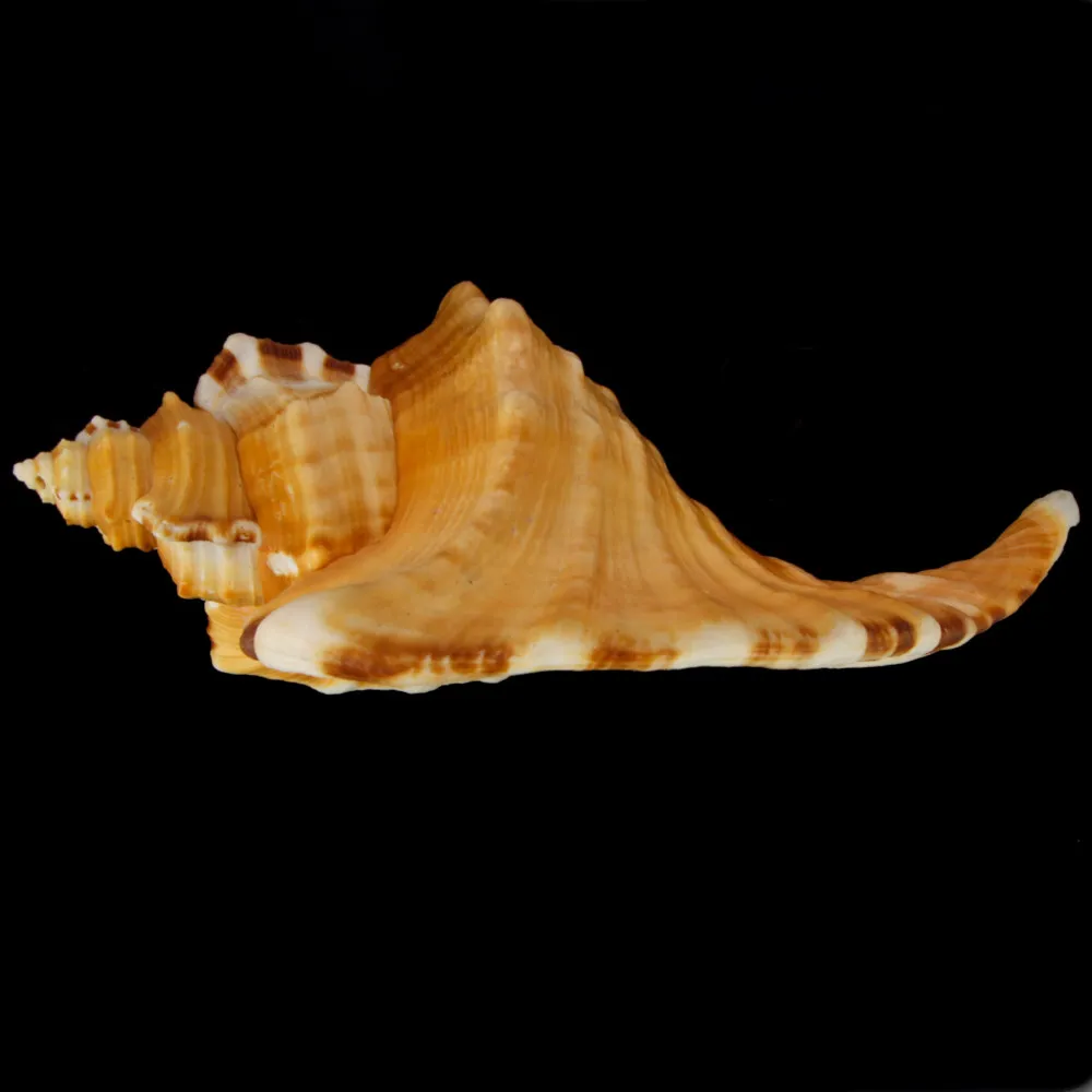 Cymatium Raderi
