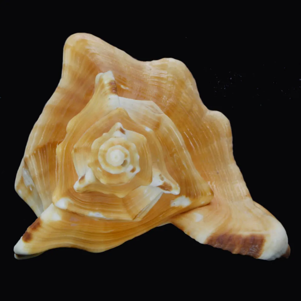 Cymatium Raderi