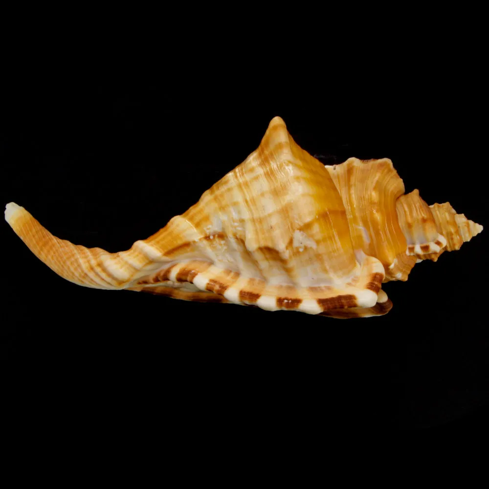 Cymatium Raderi