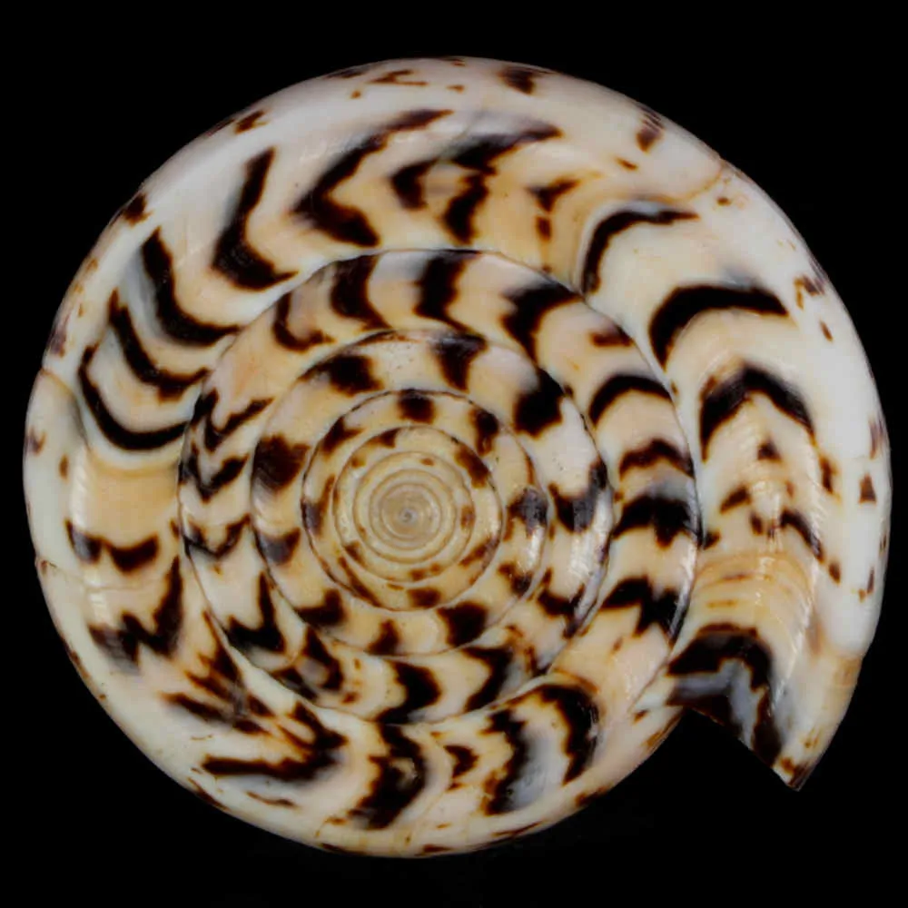 Conus Suratensis
