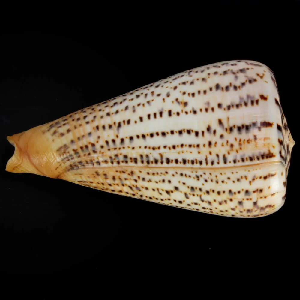 Conus Suratensis