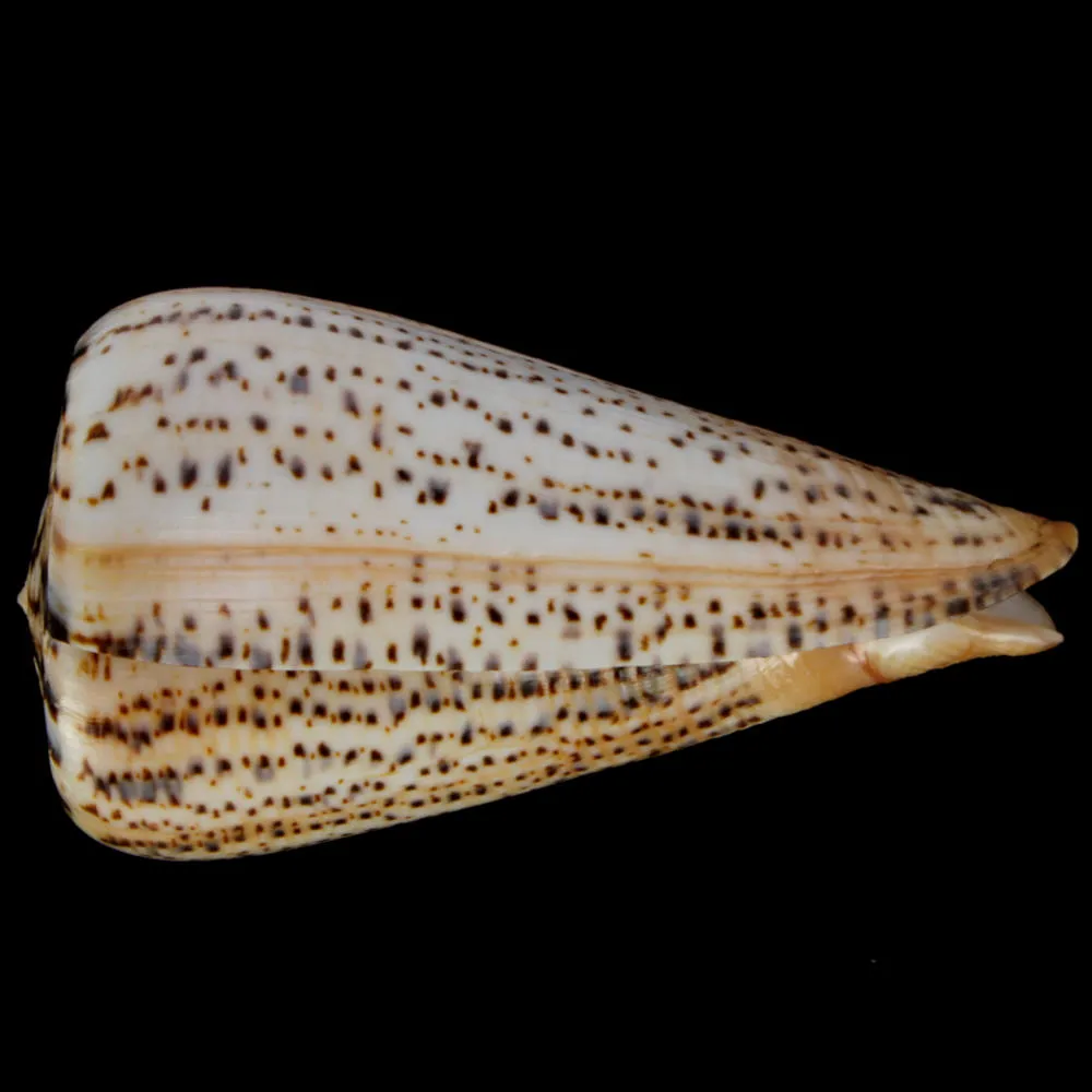 Conus Suratensis