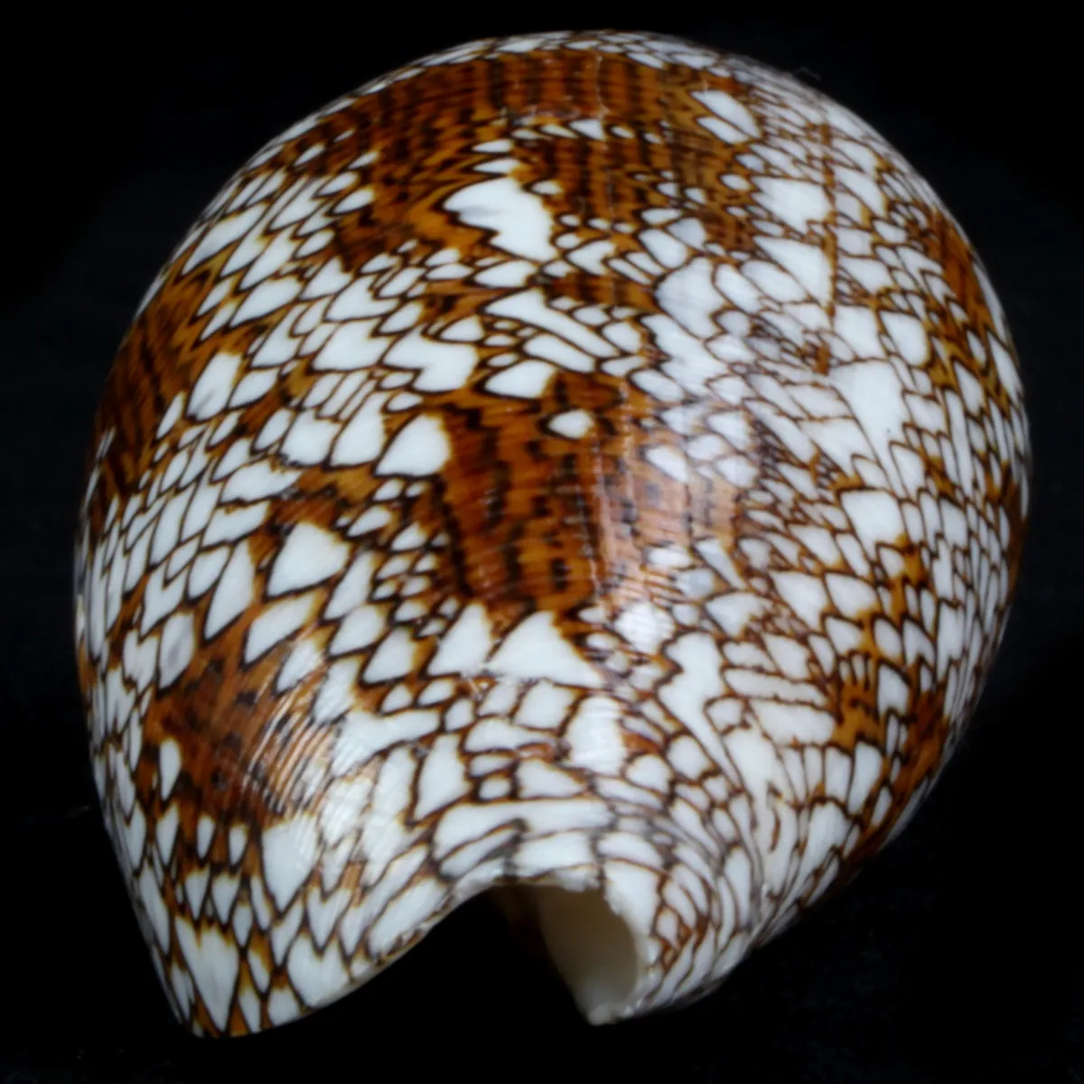 Conus Textile f. Pyramidalis