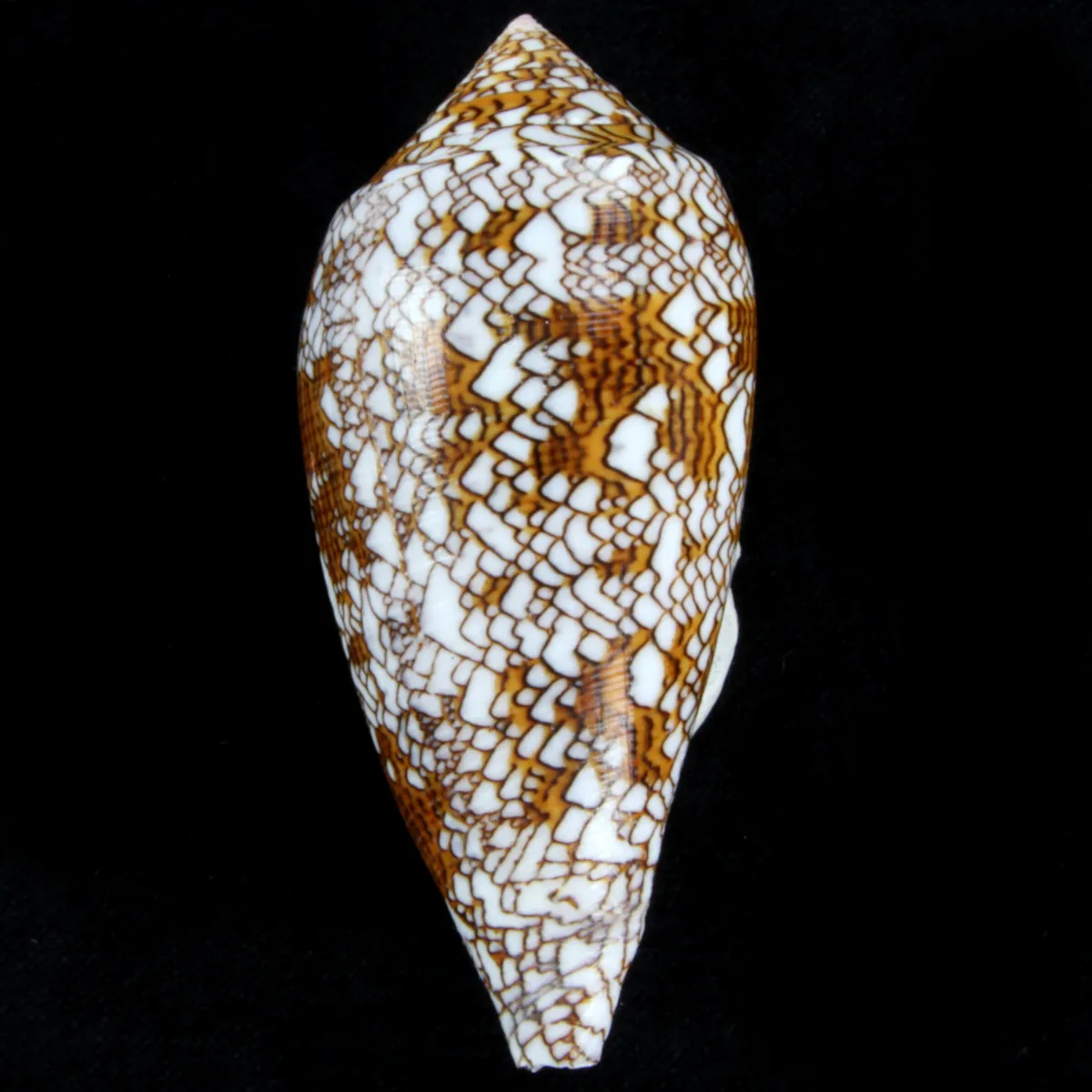 Conus Textile f. Pyramidalis