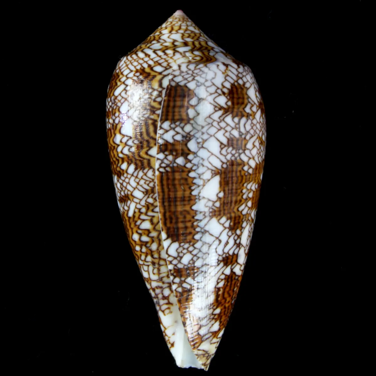 Conus Textile f. Pyramidalis