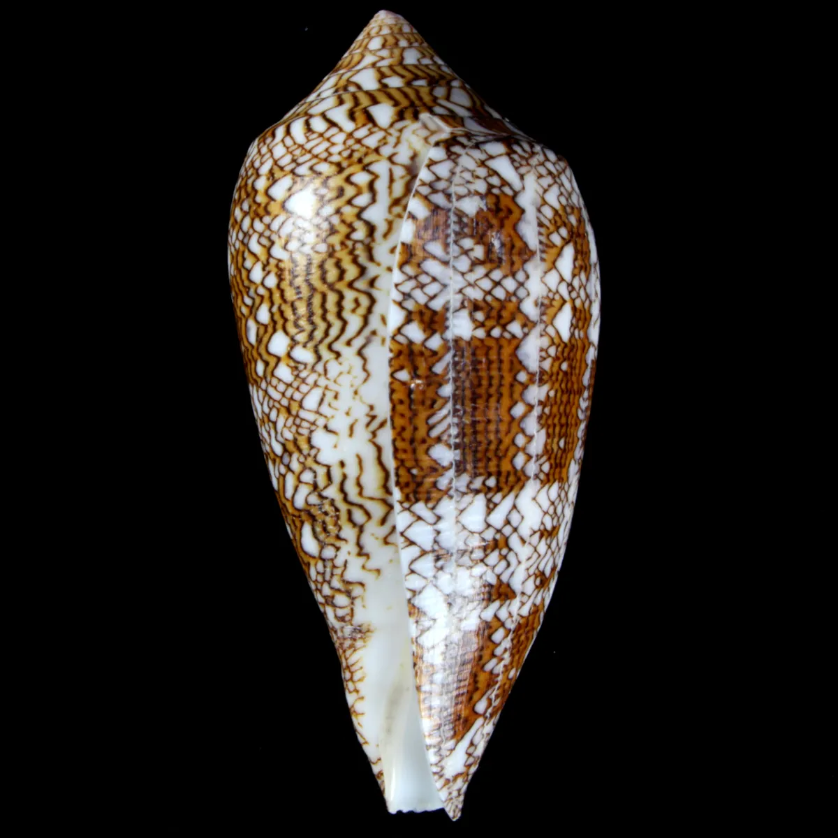 Conus Textile f. Pyramidalis