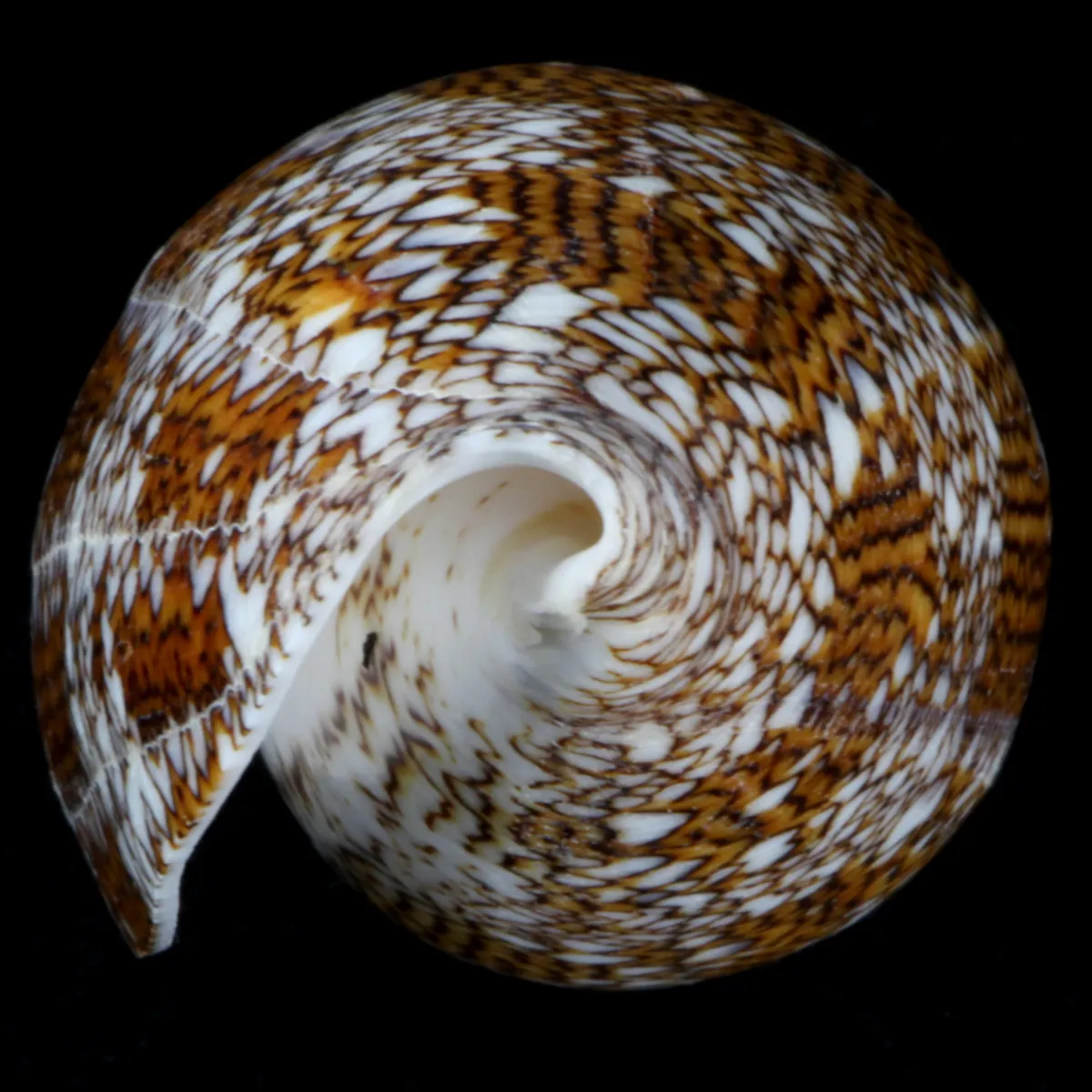 Conus Textile f. Pyramidalis