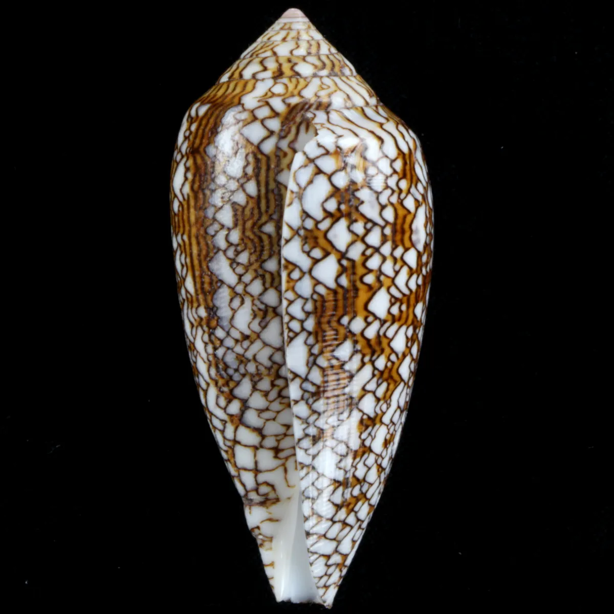Conus Textile f. Pyramidalis