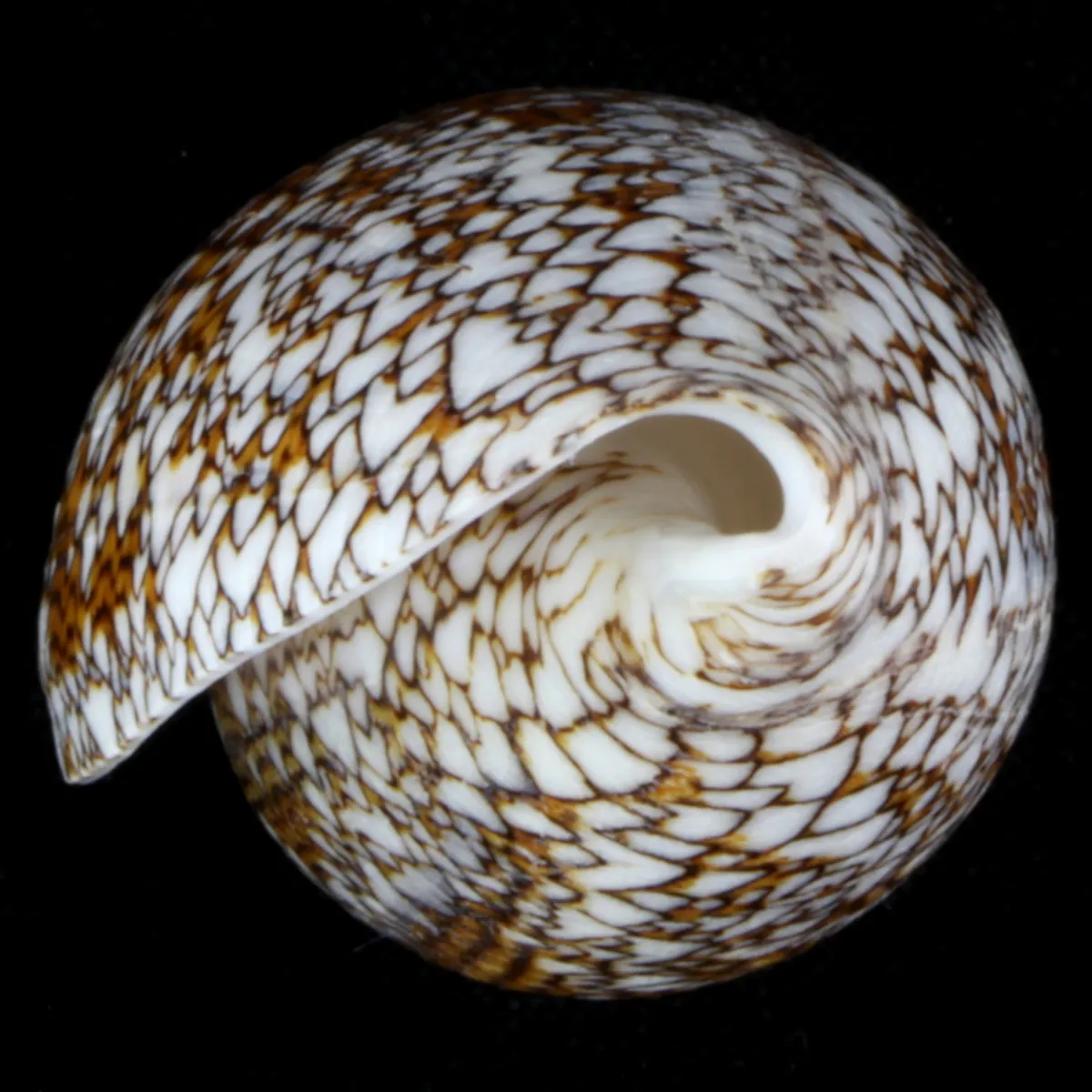 Conus Textile f. Pyramidalis