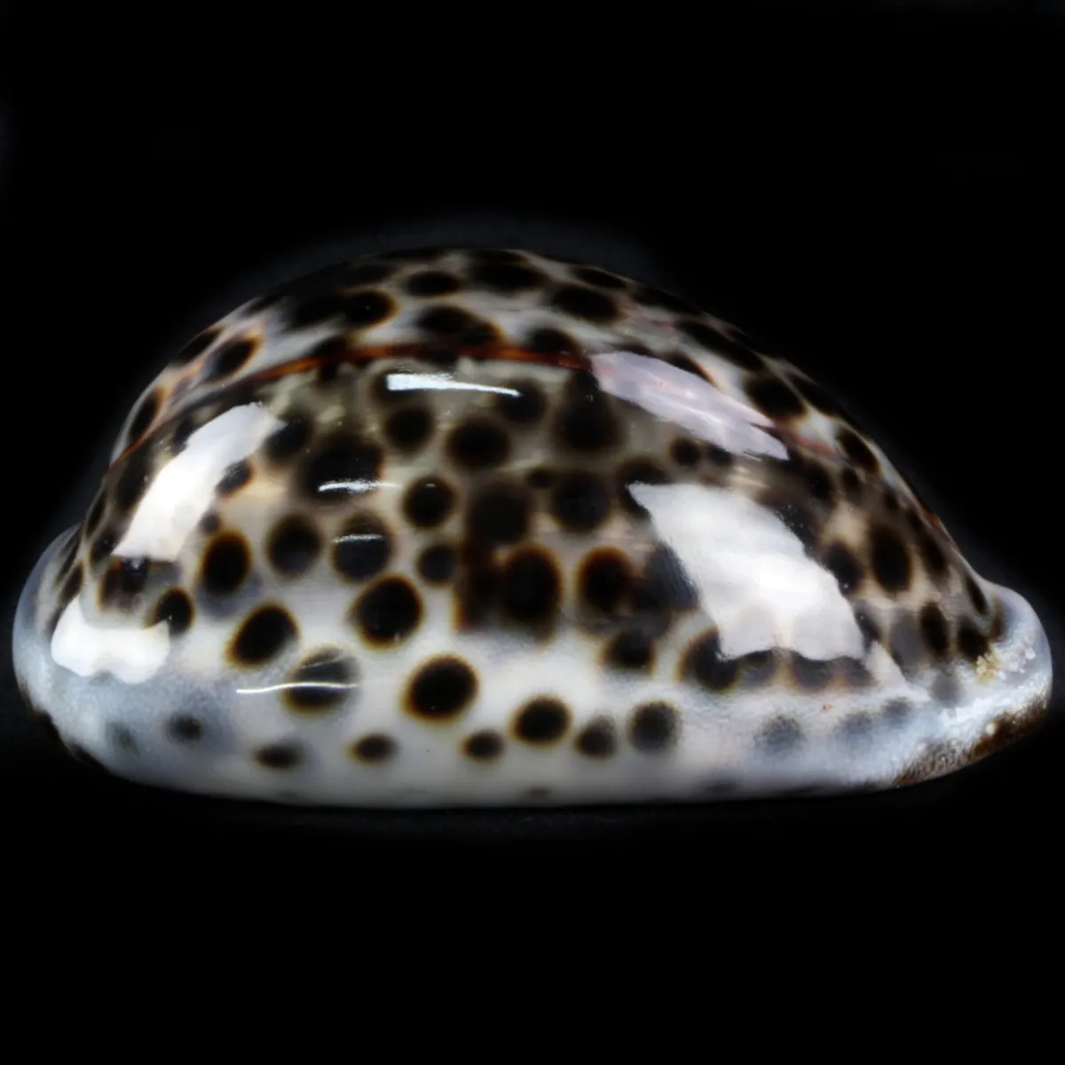 Cypraea Tigris Tigris