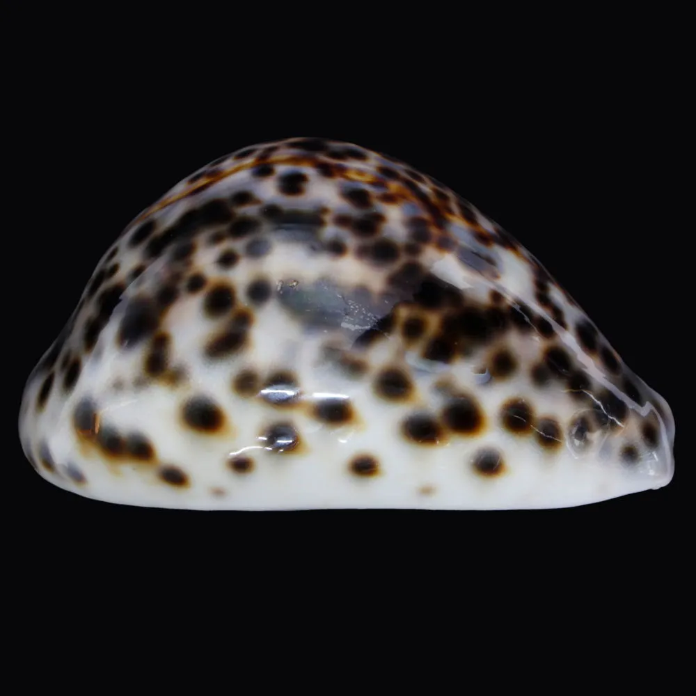 Cypraea Tigris Tigris