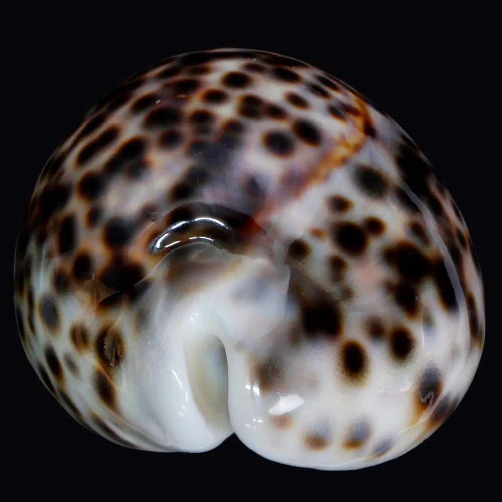 Cypraea Tigris Tigris