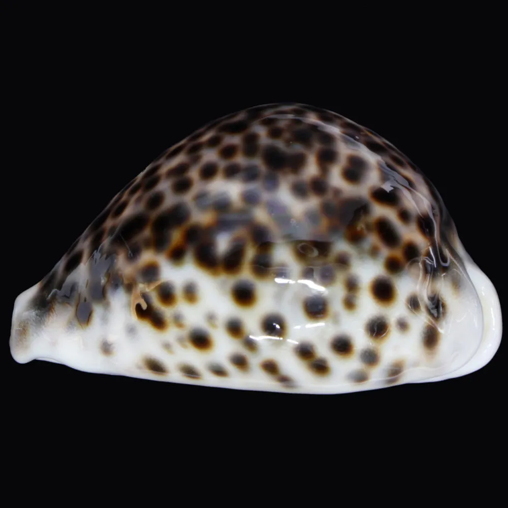 Cypraea Tigris Tigris