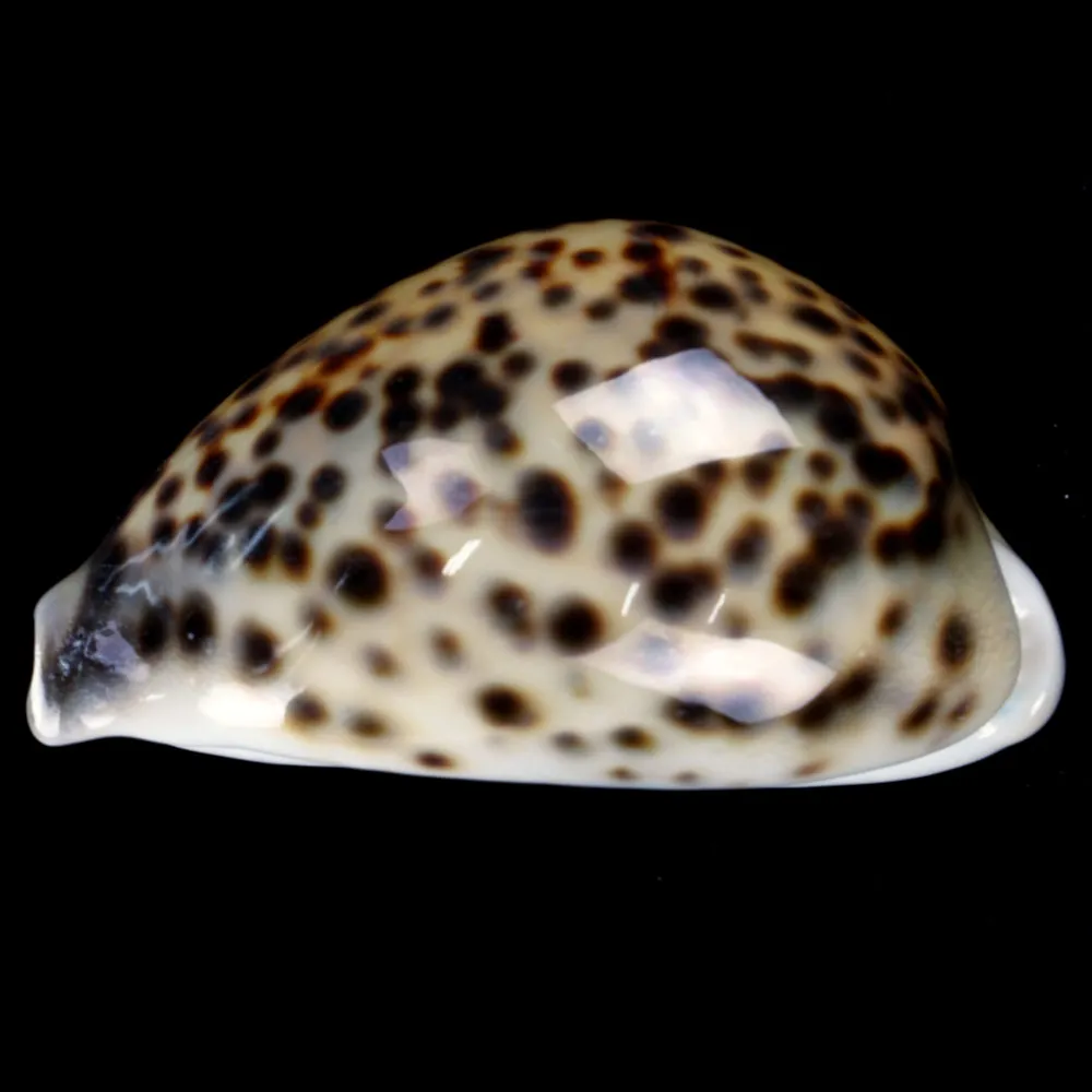 Cypraea Tigris Tigris