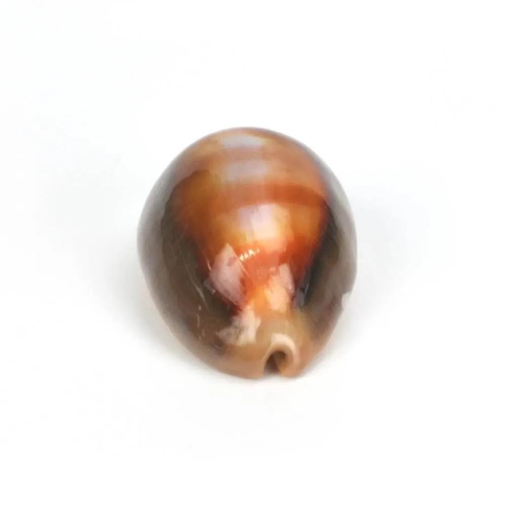 Lyncina Ventriculus