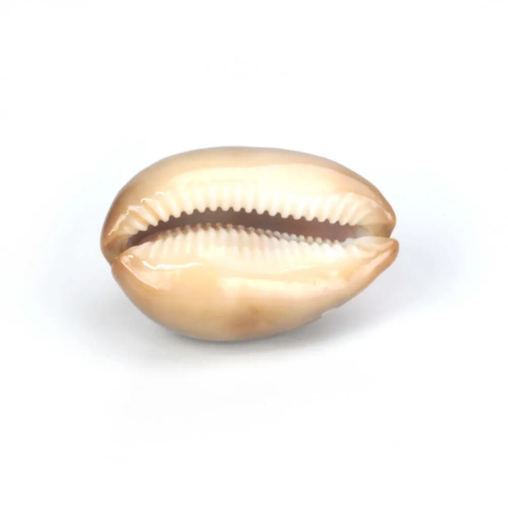 Lyncina Ventriculus