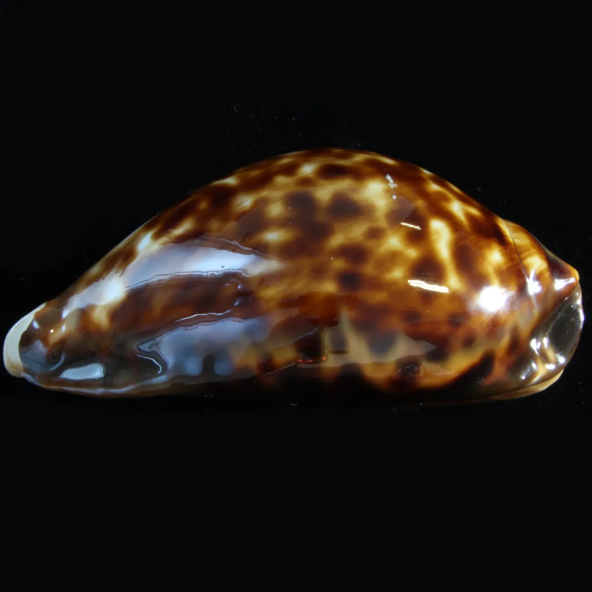 Zoila Friendii Friendii