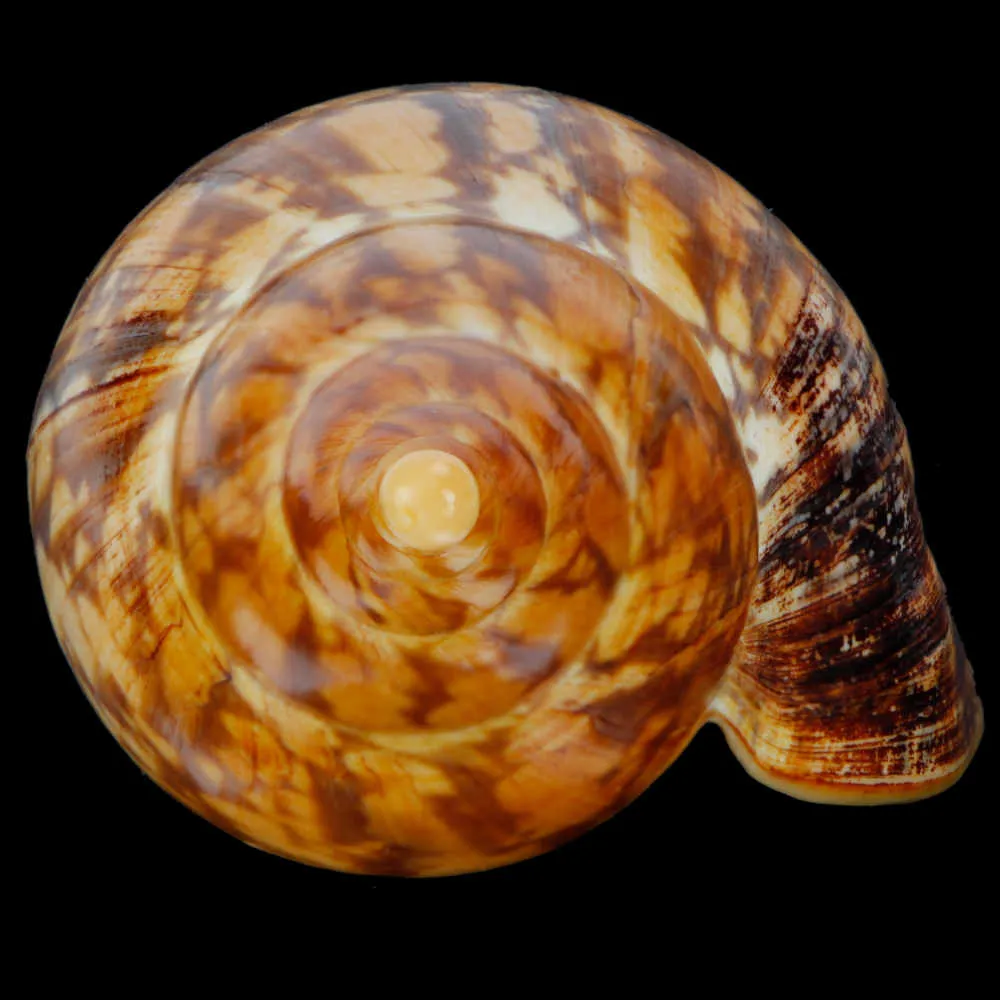 Ericusa Sowerbyi