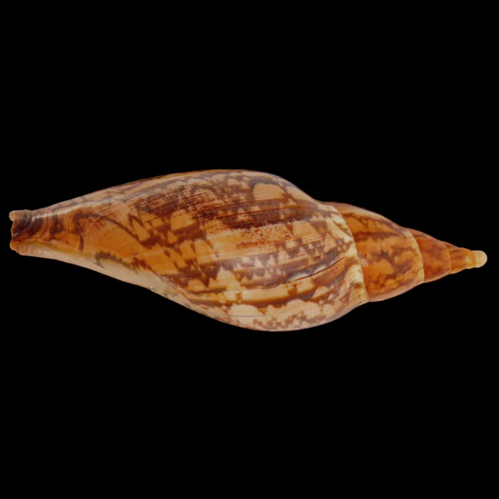 Ericusa Sowerbyi