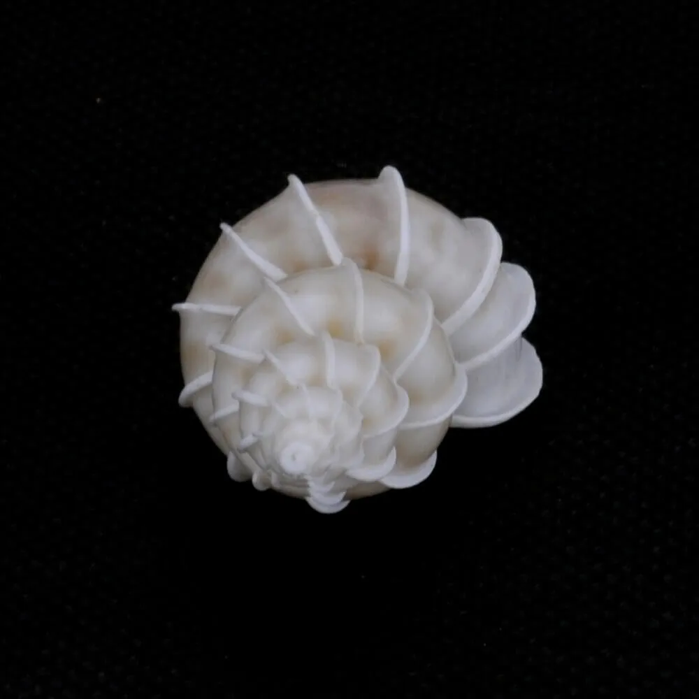 Epitonium Scalare