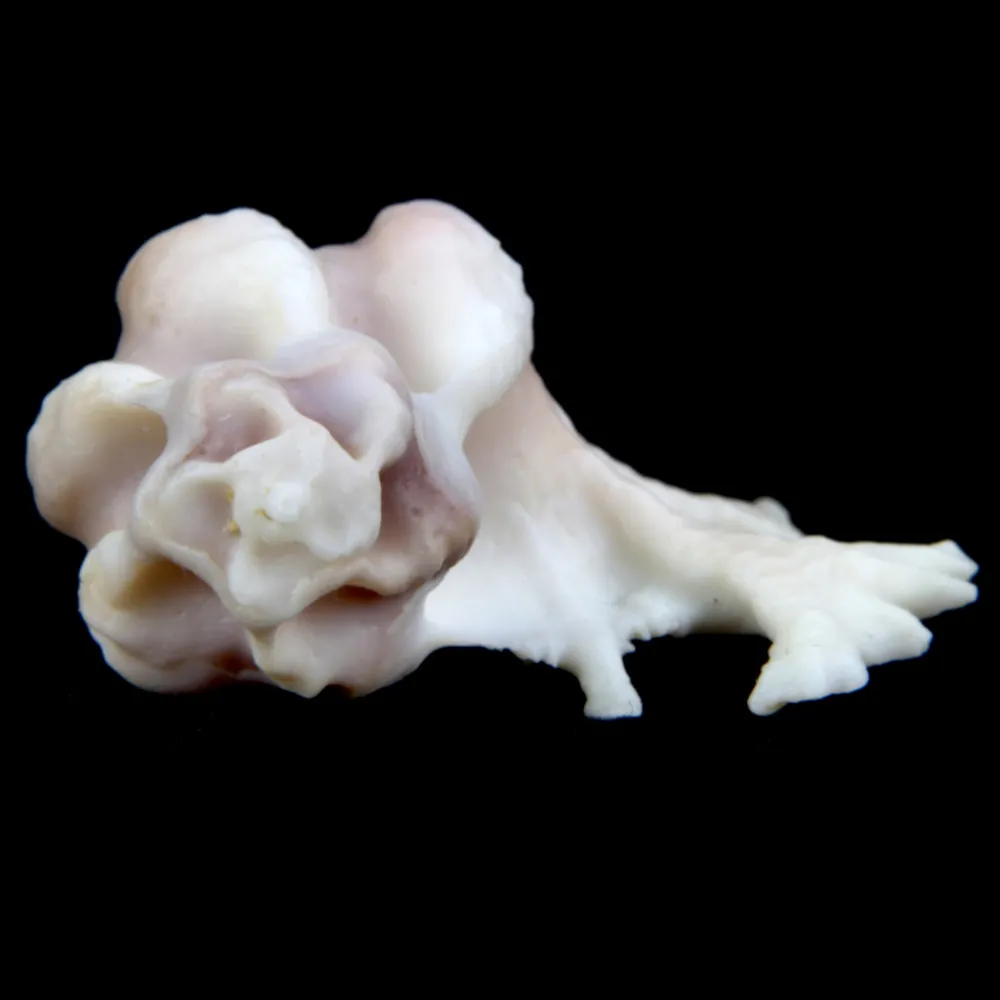 Homalocantha Anatomica