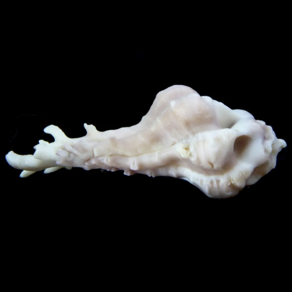 Homalocantha Anatomica