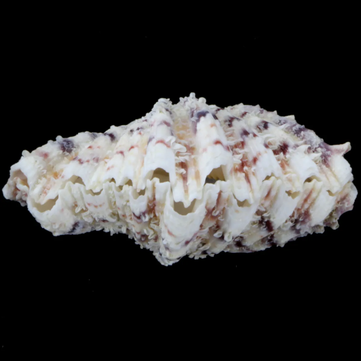 Hippopus Hippopus 