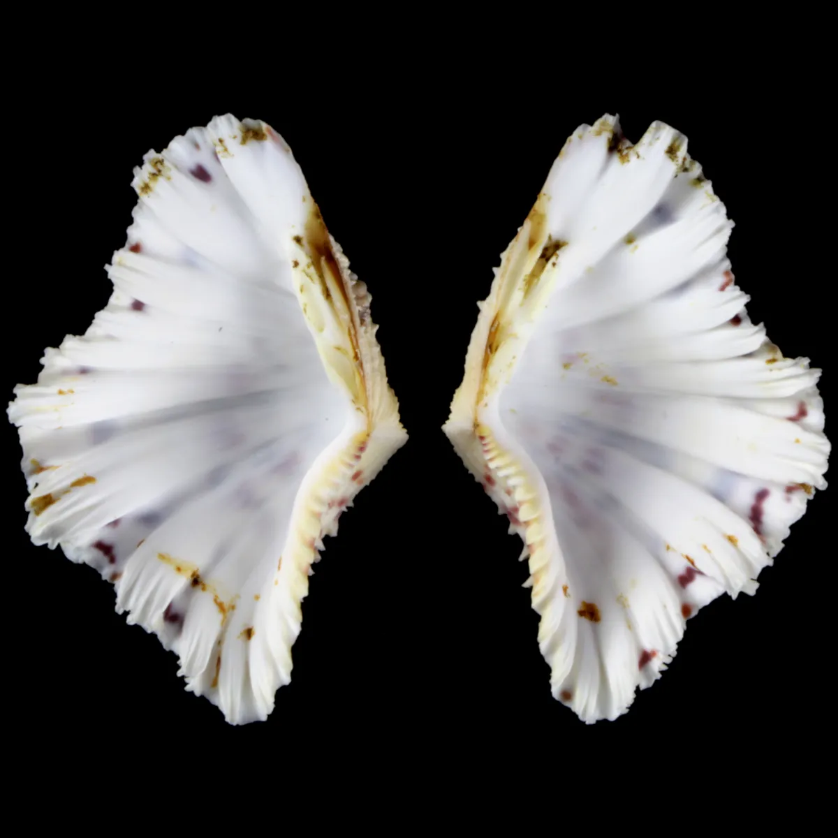 Hippopus Hippopus 