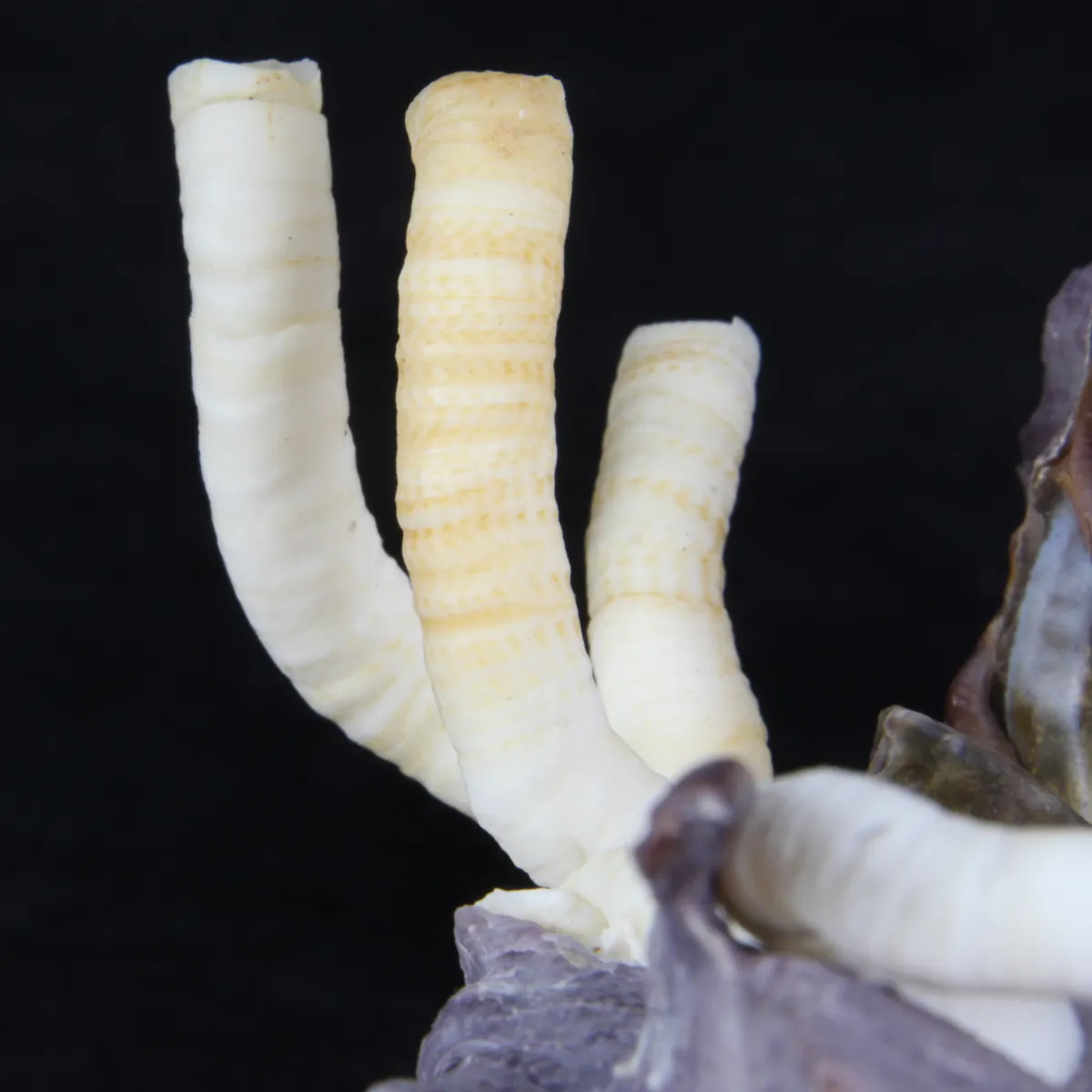 Lopha Cristagalli e Siliquaria
