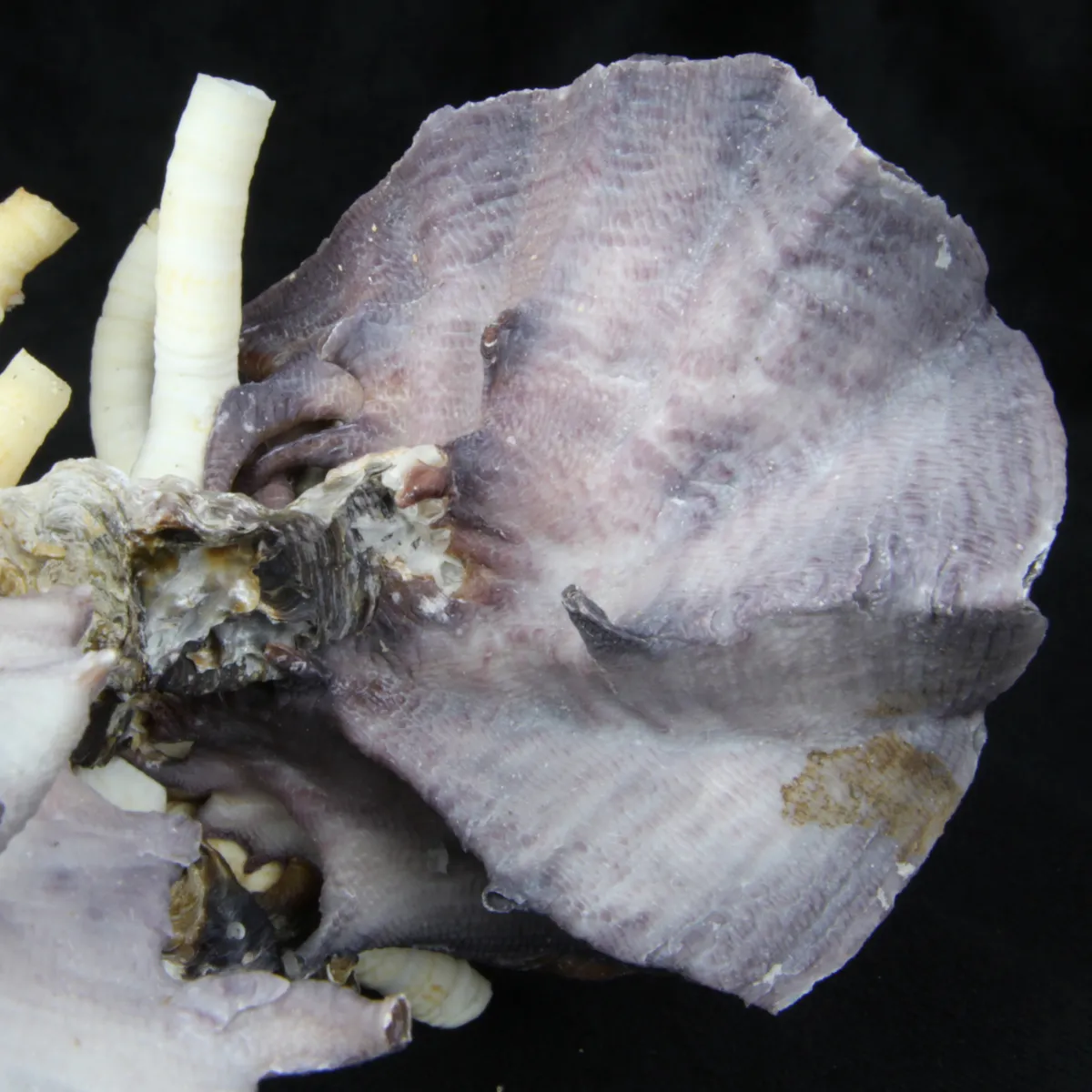 Lopha Cristagalli e Siliquaria