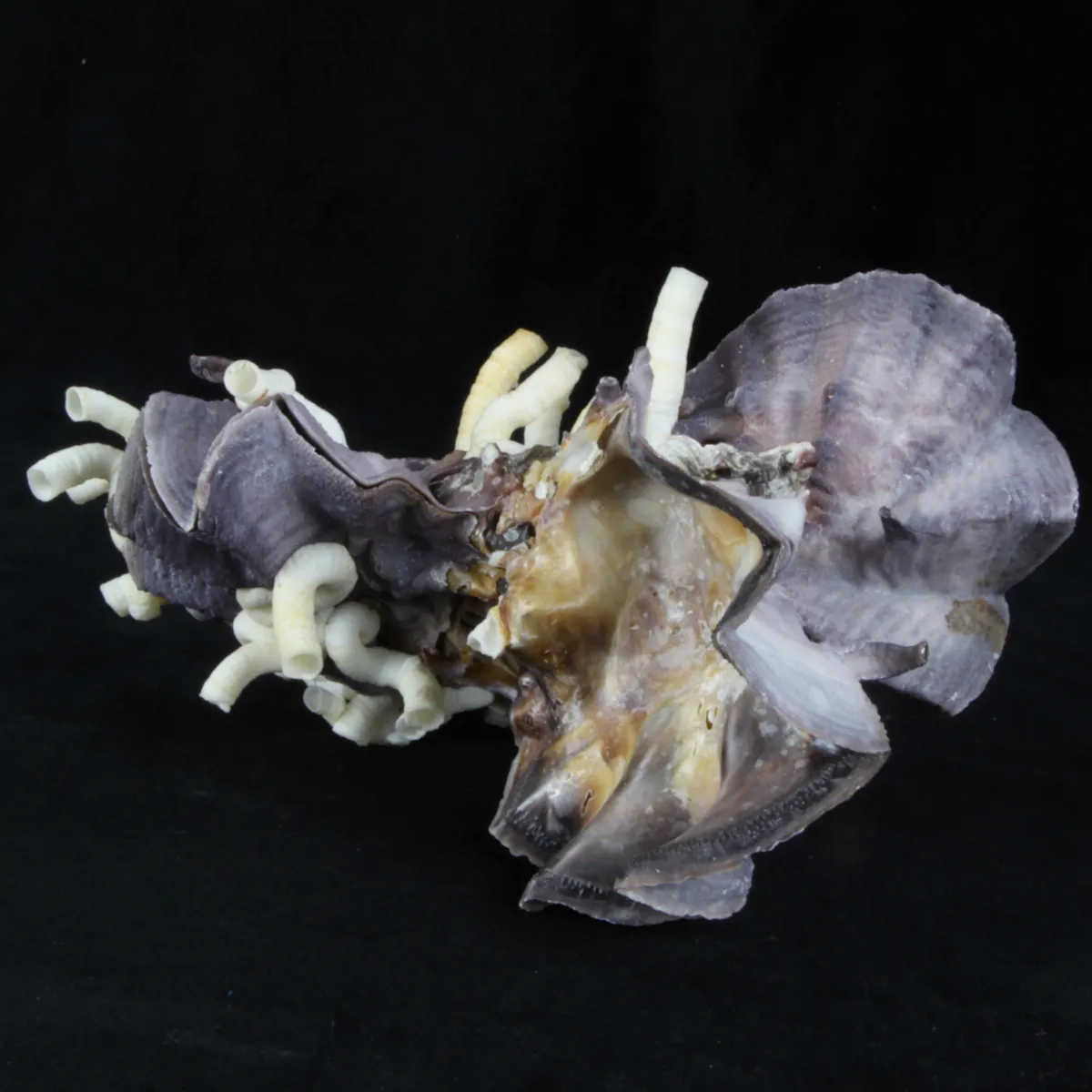 Lopha Cristagalli e Siliquaria