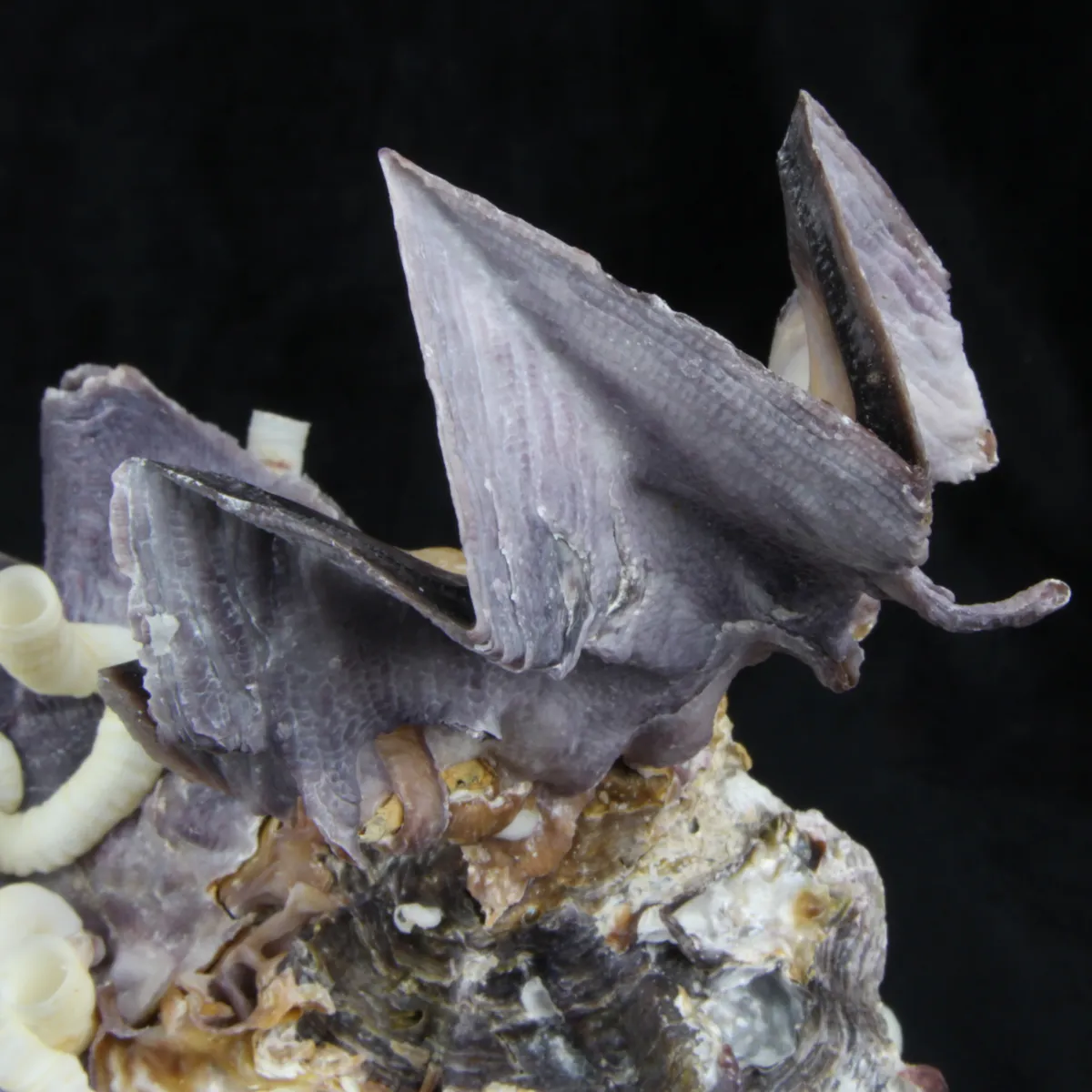 Lopha Cristagalli e Siliquaria