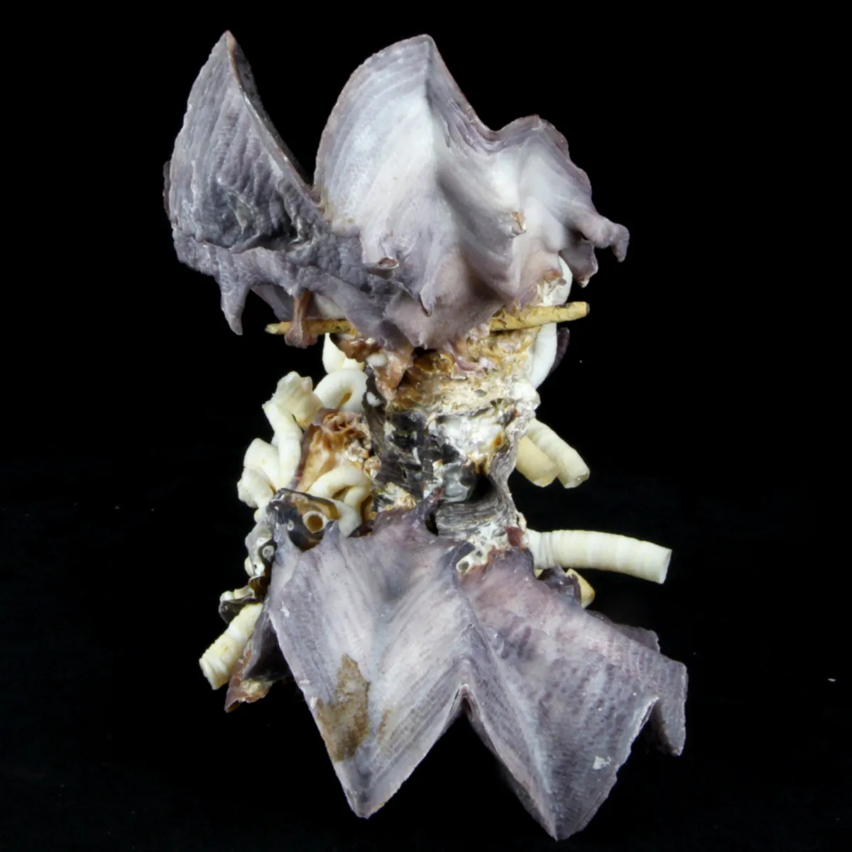 Lopha Cristagalli e Siliquaria