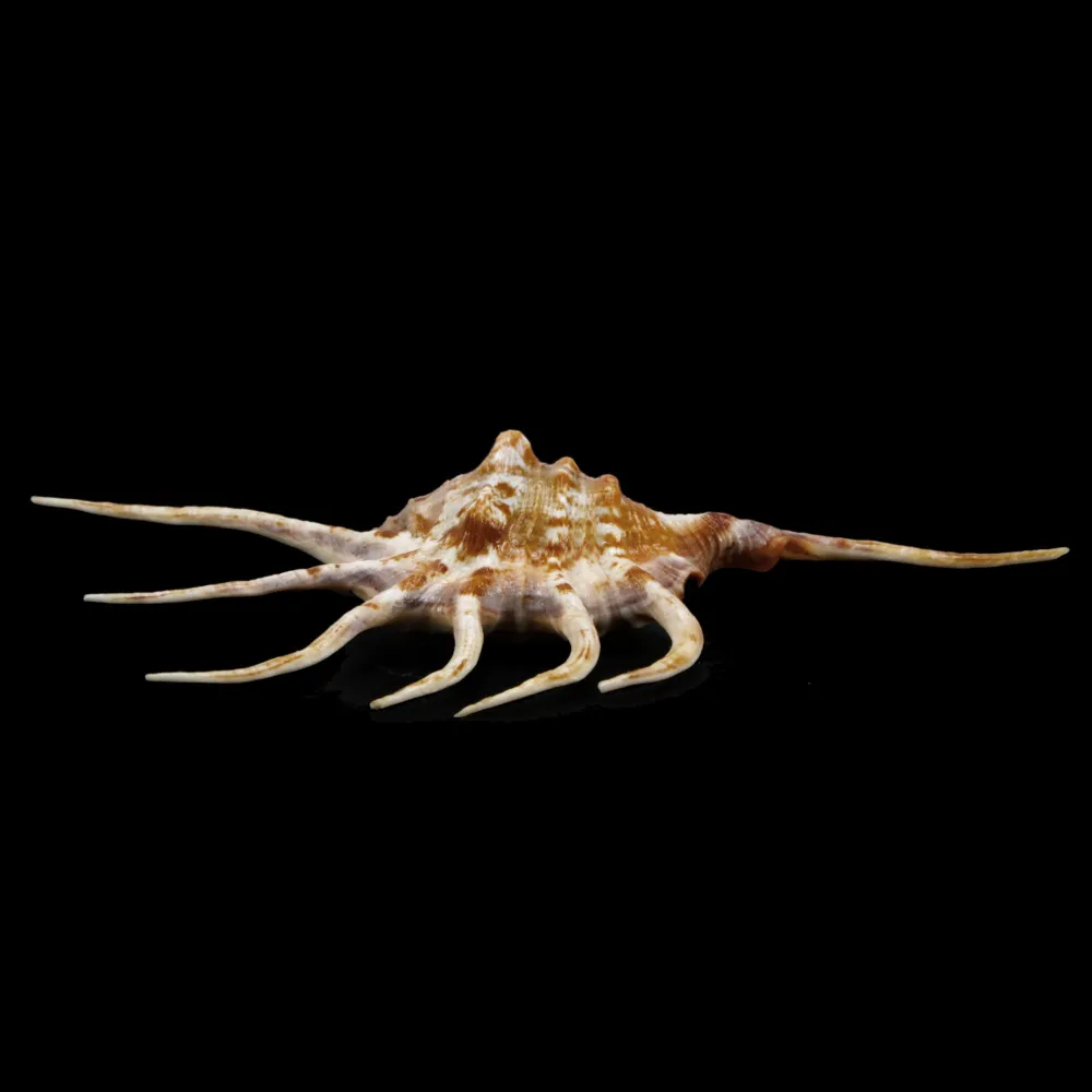 Lambis Crocata