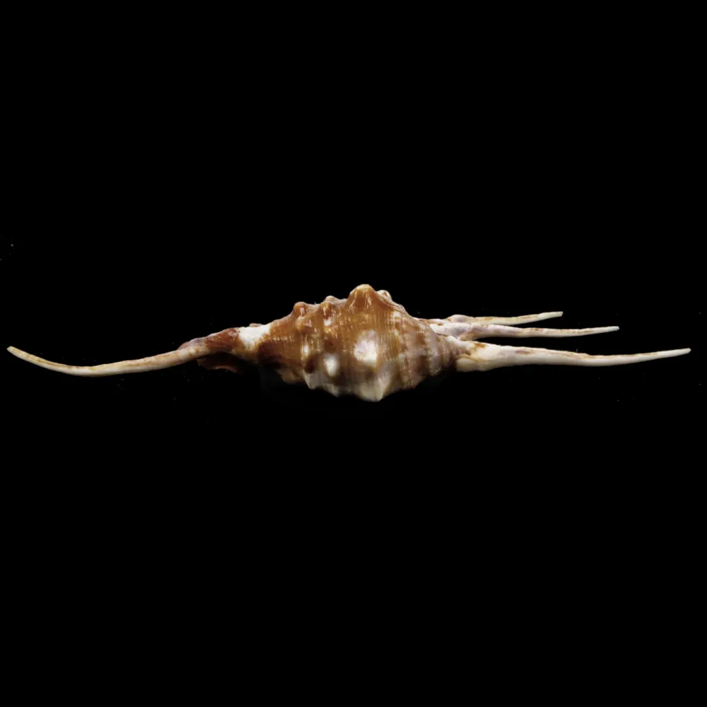 Lambis Crocata