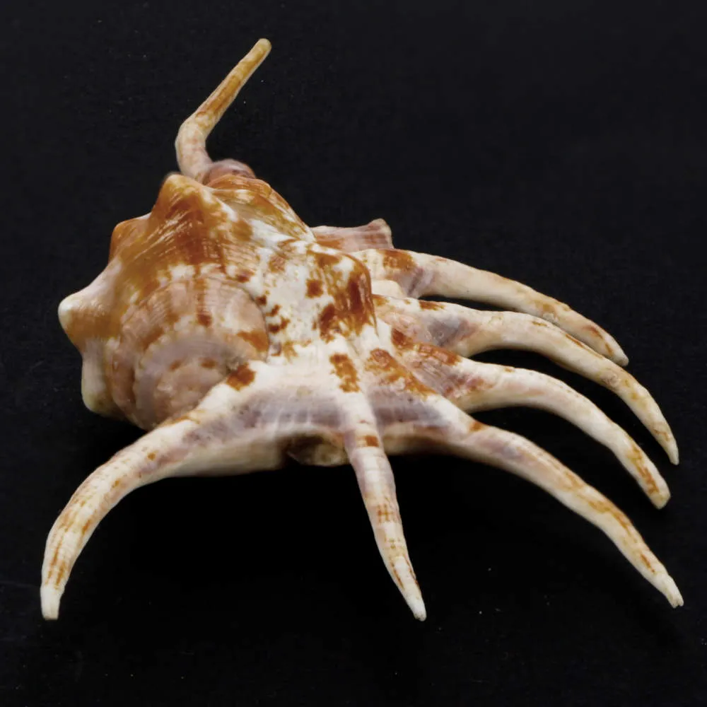 Lambis Crocata