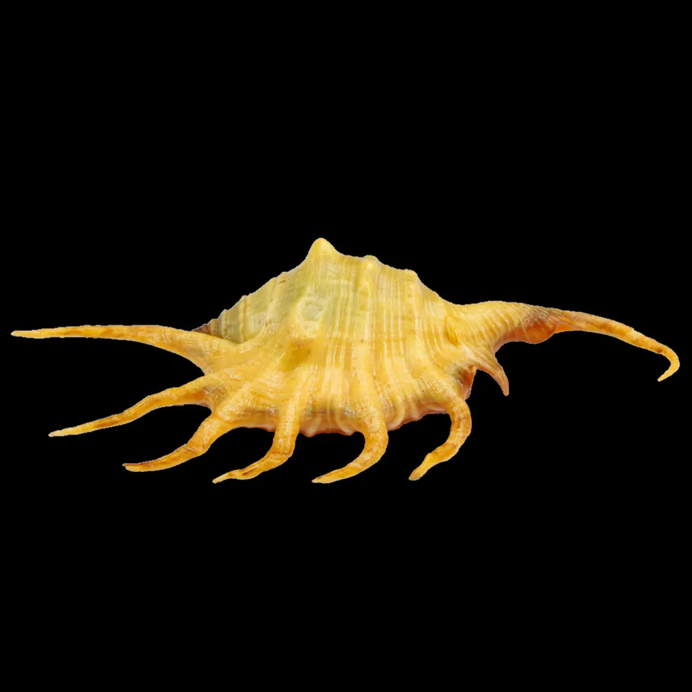Lambis Crocata